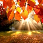 ---autumn-leaves-wallpapers-2278