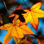 ---autumn-leaves-wallpapers-2281