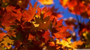 ---autumn-leaves-wallpapers-2282