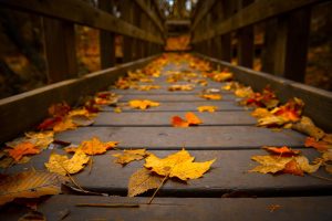 ---autumn-leaves-wallpapers-2284