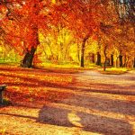 ---autumn-leaves-wallpapers-2286