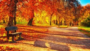 ---autumn-leaves-wallpapers-2286