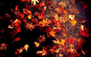 ---autumn-leaves-wallpapers-2289