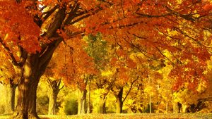 ---autumn-park--13387