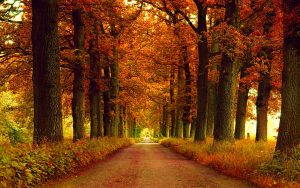 ---autumn-park-alley-13388