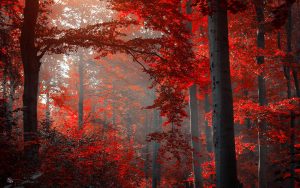 ---autumn-red-forest-13390