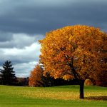 ---autumn-tree-background-6786