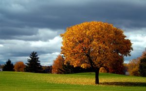 ---autumn-tree-background-6786