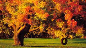 ---autumn-tree-swing-2295