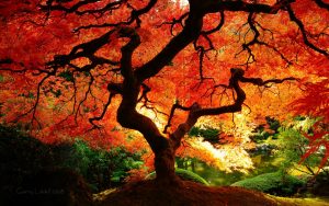 ---autumn-tree-wallpaper-6787