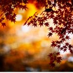 ---autumn-wallpapers-702