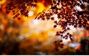 ---autumn-wallpapers-702