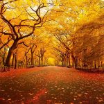 ---autumn-wallpapers-708