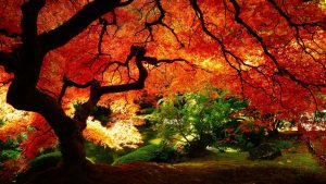 ---autumn-wallpapers-715