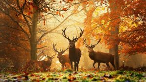 ---autumn-wallpapers-716