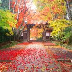 Colorful Autumn scene in Komyo-Ji