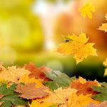 ---beautiful-autumn-leaves-wallpaper-7018