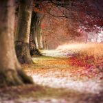 Beech trees in row with snow and autumn leaves on ground, U