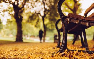 ---bench-trees-park-leaves-yellow-autumn-nature-2559