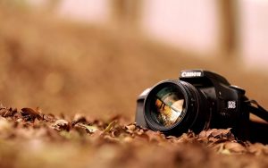 ---canon-eos-d-hi-tech-autumn-nature-dry-leaves-photo-7567