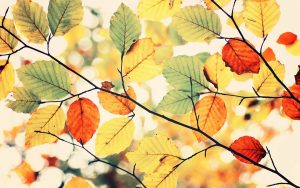 ---colorful-autumn-leaves-nature-7842