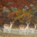 ---deers-nature-trees-autumn-photo-3368