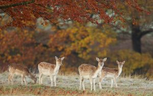 ---deers-nature-trees-autumn-photo-3368