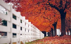 ---fence-white-trees-leaves-autumn-nature-3721