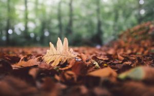 ---forest-leaves-fallen-fall-leaf-oak-autumn-nature-8889