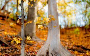 ---forest-trees-branches-leaves-yellow-nature-fall-autumn-8907