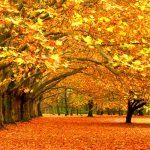 ---free-autumn-wallpaper-8962