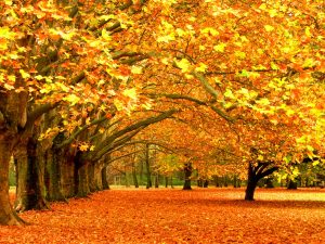 ---free-autumn-wallpaper-8962