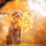 golden-retriever-5120x2880-autumn-leaves-foliage-4k-3490