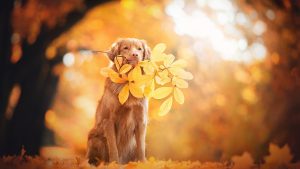 golden-retriever-5120x2880-autumn-leaves-foliage-4k-3490