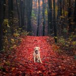 labrador-retriever-2560x1638-autumn-foliage-forest-hd-3482