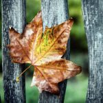 ---leaf-fence-autumn-10093