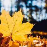 ---leaf-yellow-dry-nature-autumn-15536