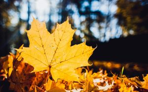 ---leaf-yellow-dry-nature-autumn-15536