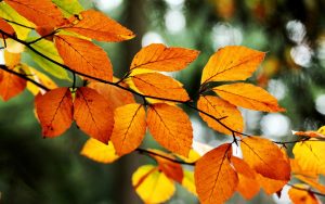 ---leaves-orange-yellow-branch-tree-fall-autumn-nature-10102