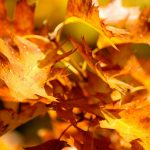 ---leaves-yellow-autumn-nature-branches-10105