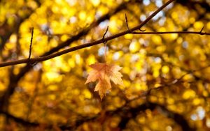 ---macro-leaf-leaves-yellow-autumn-branches-10355