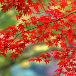 ---red-autumn-leaves-wallpaper-16388