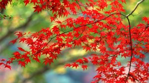 ---red-autumn-leaves-wallpaper-16388