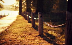 ---road-grass-fence-nature-autumn-11644