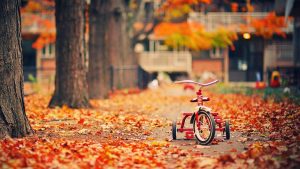 ---tricycle-trees-fallen-leaves-autumn-photo-5897