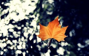 ---water-leaf-autumn-nature-17154