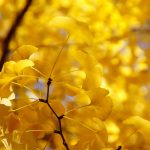 ---yellow-autumn-twig-17262