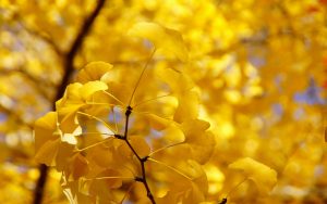 ---yellow-autumn-twig-17262