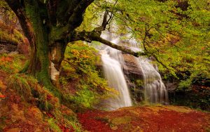 Forest Waterfall Wide Desktop Background