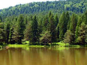 lake middle in the wood